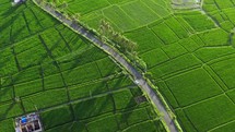 Aerial view of green rice fields with road rural area 4k

