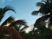 palm trees and blue sky 