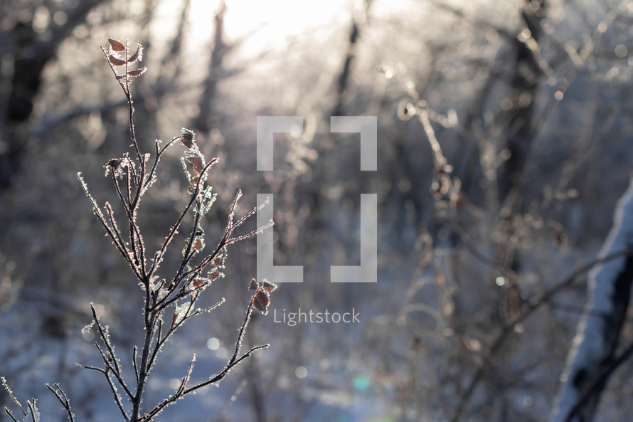 sunlight through frosty branches 