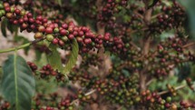 African coffee beans on branches 