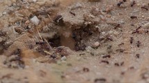 Close-up of an ant hill entrance with ants actively entering and exiting