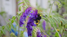 Bumblebee climbing on purple flower on windy day in garden