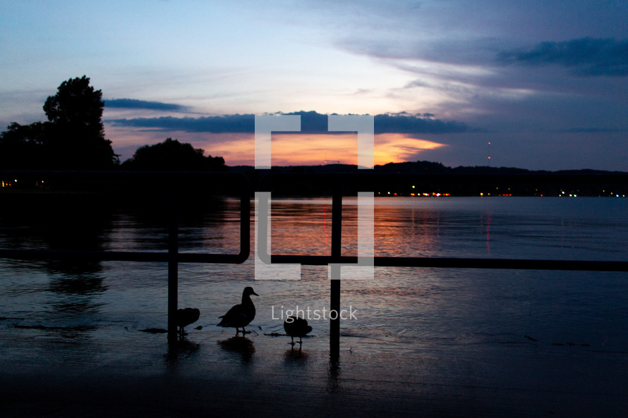 ducks on a lake shore at dusk 