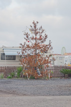 dead decorated Christmas tree in a trailer park in Tenerife, Spain