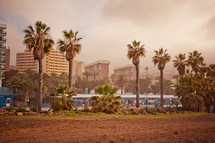 palm trees and buildings in Tenerife, Spain