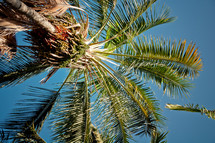palm trees 