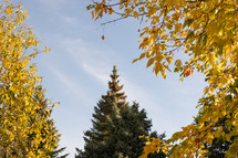 Frame of autumn leaves on trees with evergreen in middle of frame