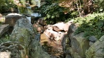 water moving through rocks with plants and dappled light