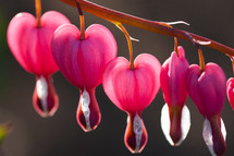 heart shaped flowers