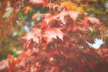 fall foliage 