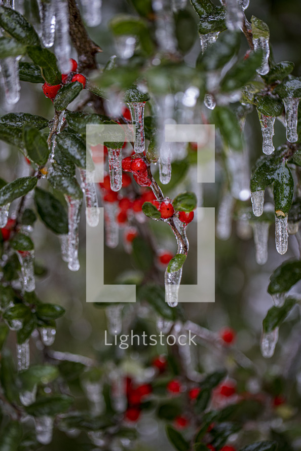 Icicles on holly berries