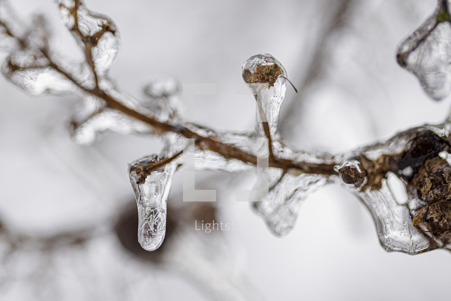 Ice on a branch