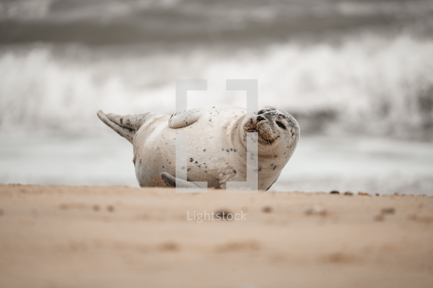 Young grey seal pup on a beach