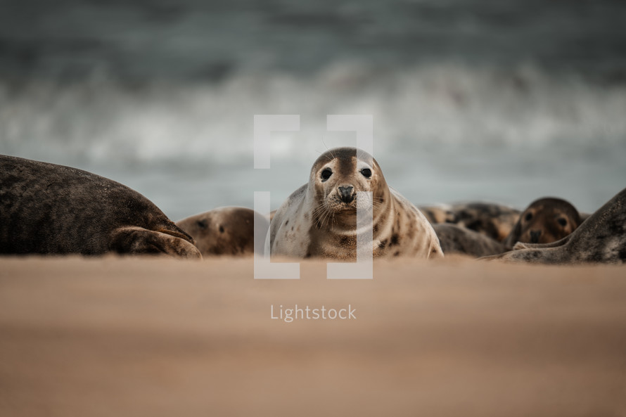 Young grey seal pup on a beach