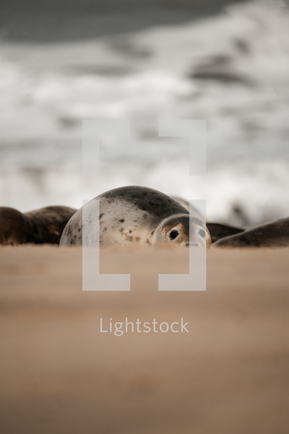 Young grey seal pup on a beach