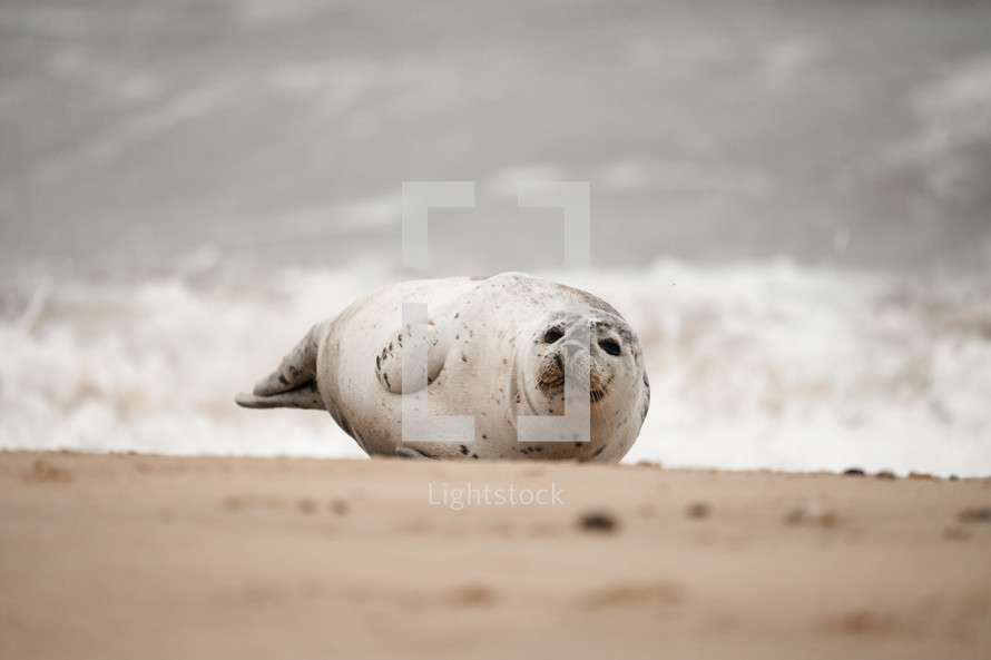 Young grey seal pup on a beach