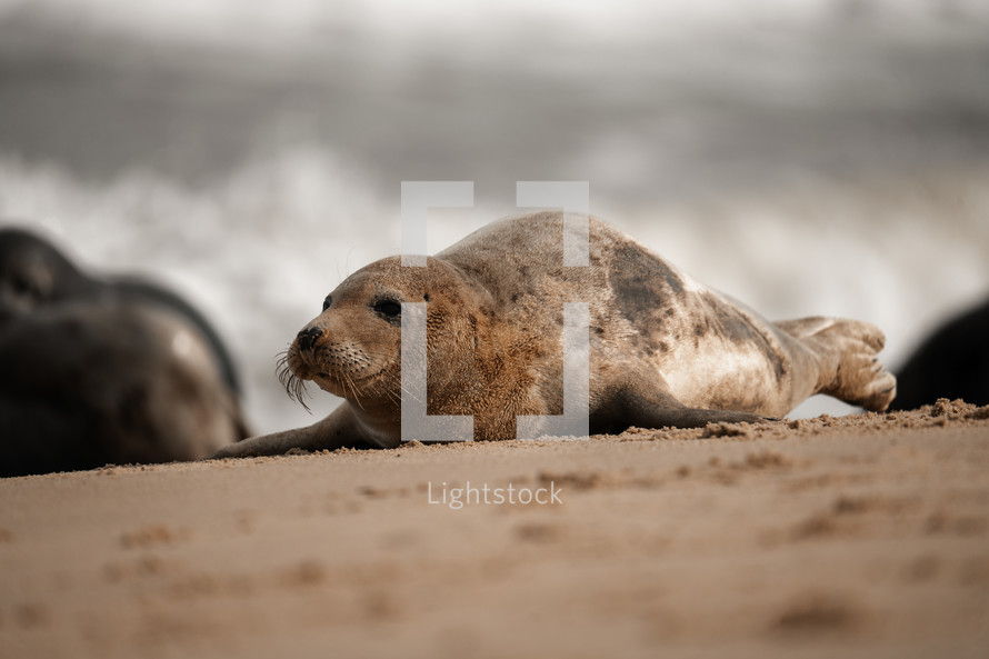 Young grey seal pup on a beach