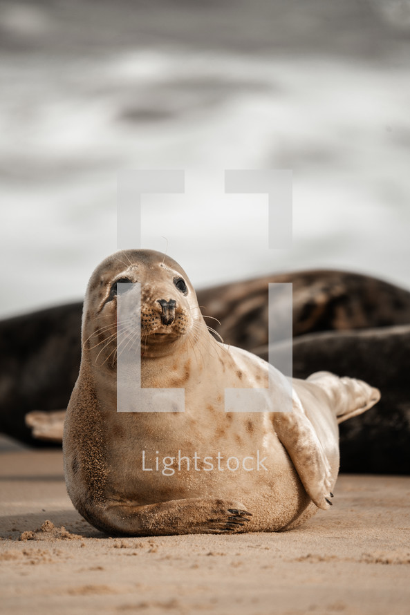 Young grey seal pup on a beach