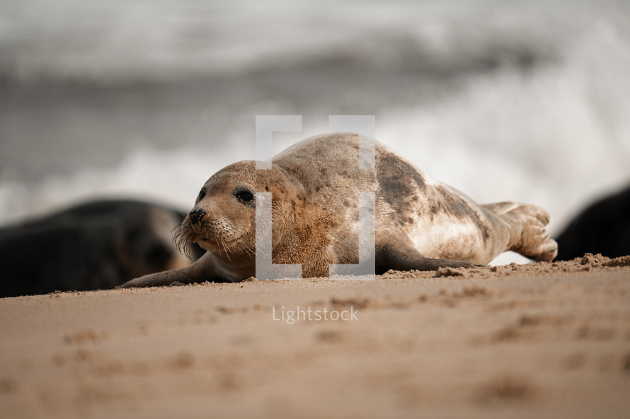 Young grey seal pup on a beach