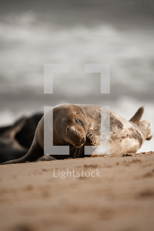 Young grey seal pup on a beach