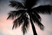 A palm tree against the sky.