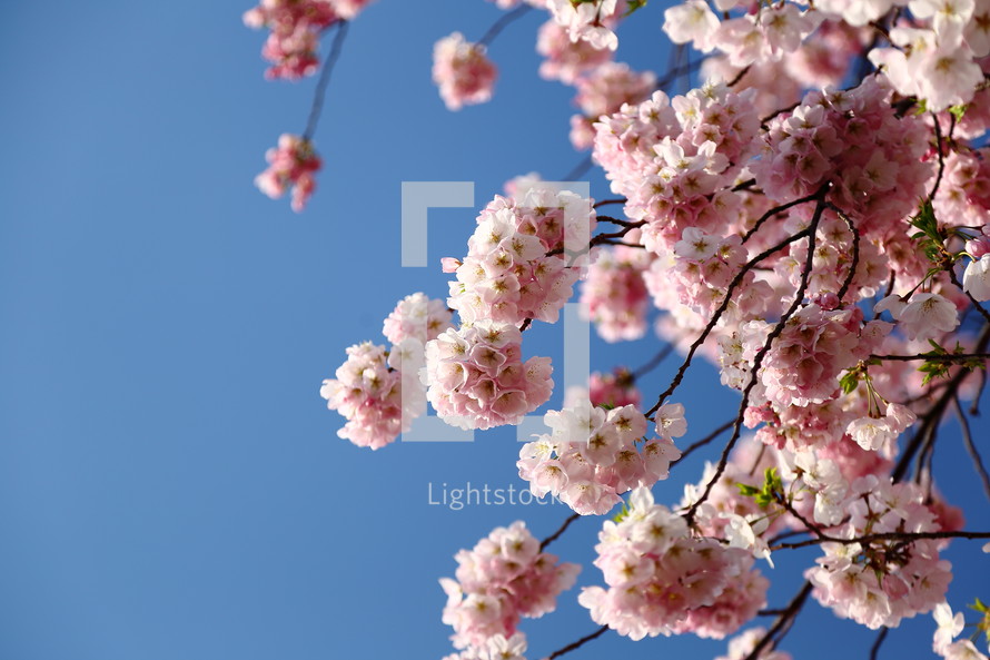 Cherry Blossoms and blue sky