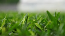 blades of green grass 
