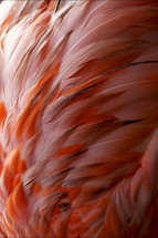 pink flamingo plumage 