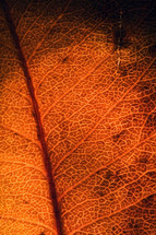 veins on a brown fall leaf 