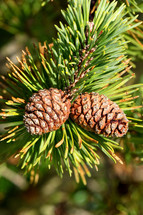 pine cones on a pine tree