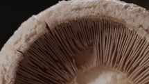 Lamellae - Mushroom Gills Of Beneath The Cap. - macro, zoom out shot
