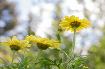 yellow flowers outdoors 