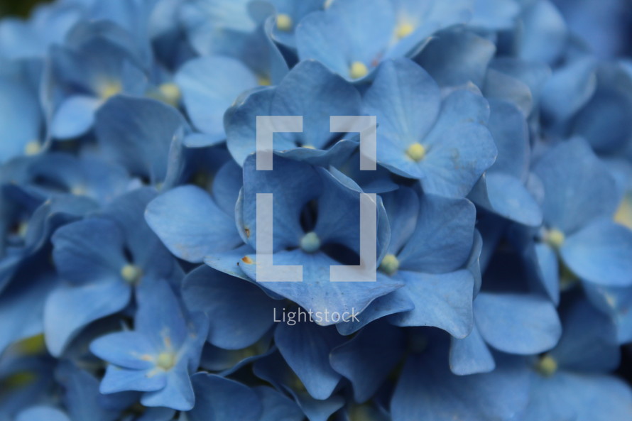 Blue hydrangea petals.