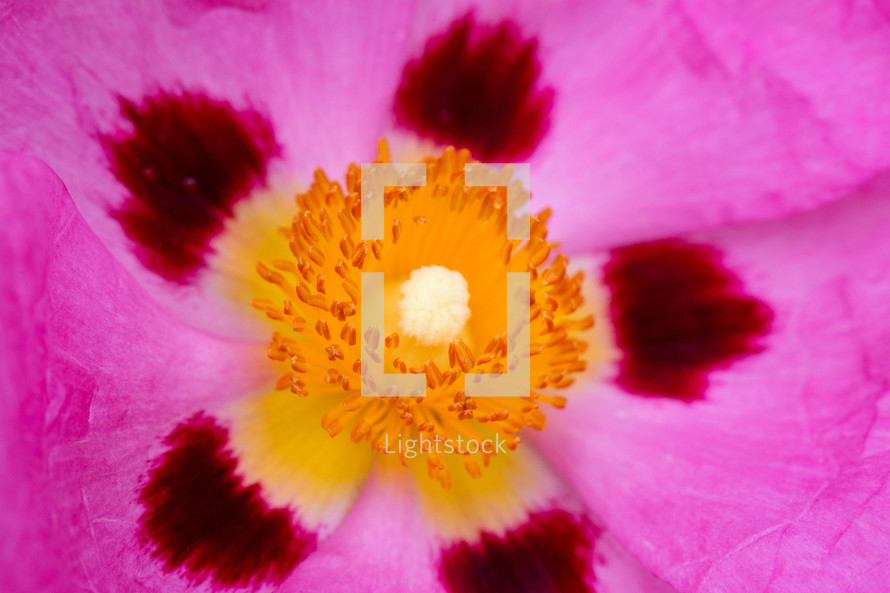 yellow center of a pink flower 