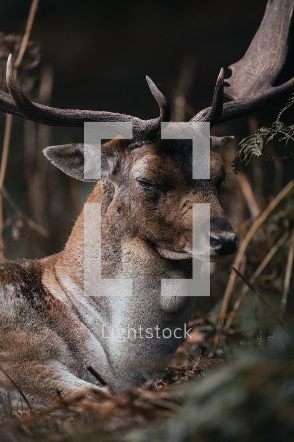 Male fallow deer stag close-up face and antlers