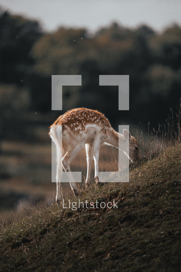 Lone European Fallow Deer grazing on a hill