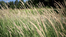 breeze blowing in a field of tall grass