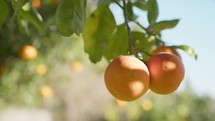 Orange Tree Branches With Fruits In Sicily
