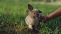 Cute Baby rabbit Plays in Grass Pets