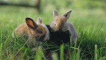 Group Of Baby Rabbits Eating Green Grass Animals