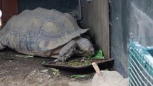 African Spurred Tortoise Eating Large Leaf
