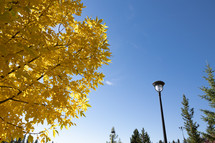 golden fall foliage 