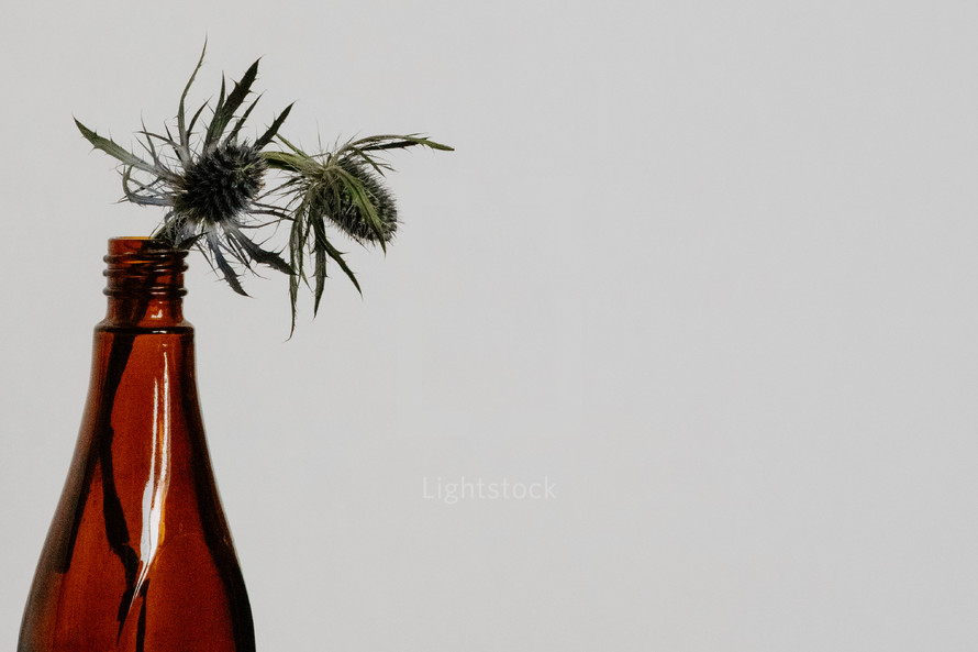 Small purple thistle in a glass bottle on a white background.