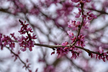 pink flowers on tree branches 