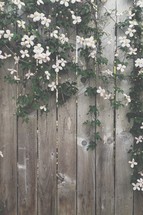 white flowers on vines hanging from a wooden fence 