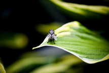 a fly on a leaf 