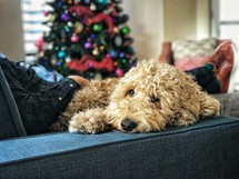 dog resting on a couch with his owner a Christmas 