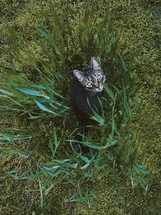 a cat hiding in tall grass 