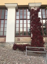 red ivy on a column 