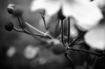 plants in black and white 